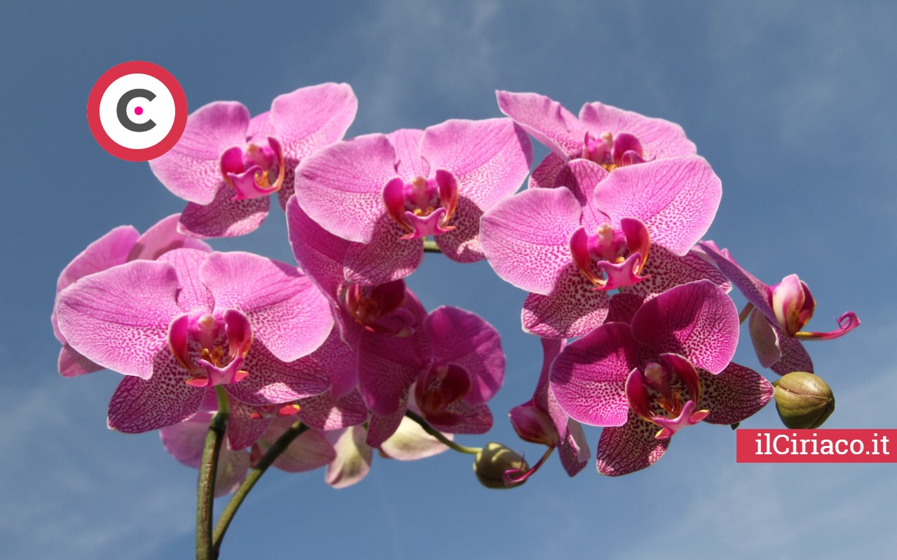 Come far rinascere orchidea appassita ilCiriaco.it