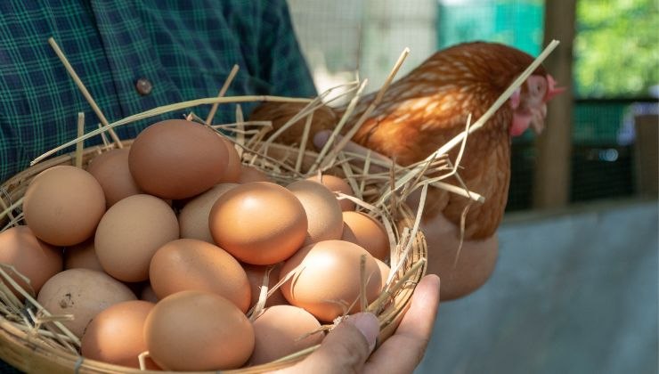 lavare le uova solo se sono fresche