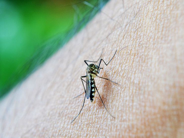 virus dengue zanzara