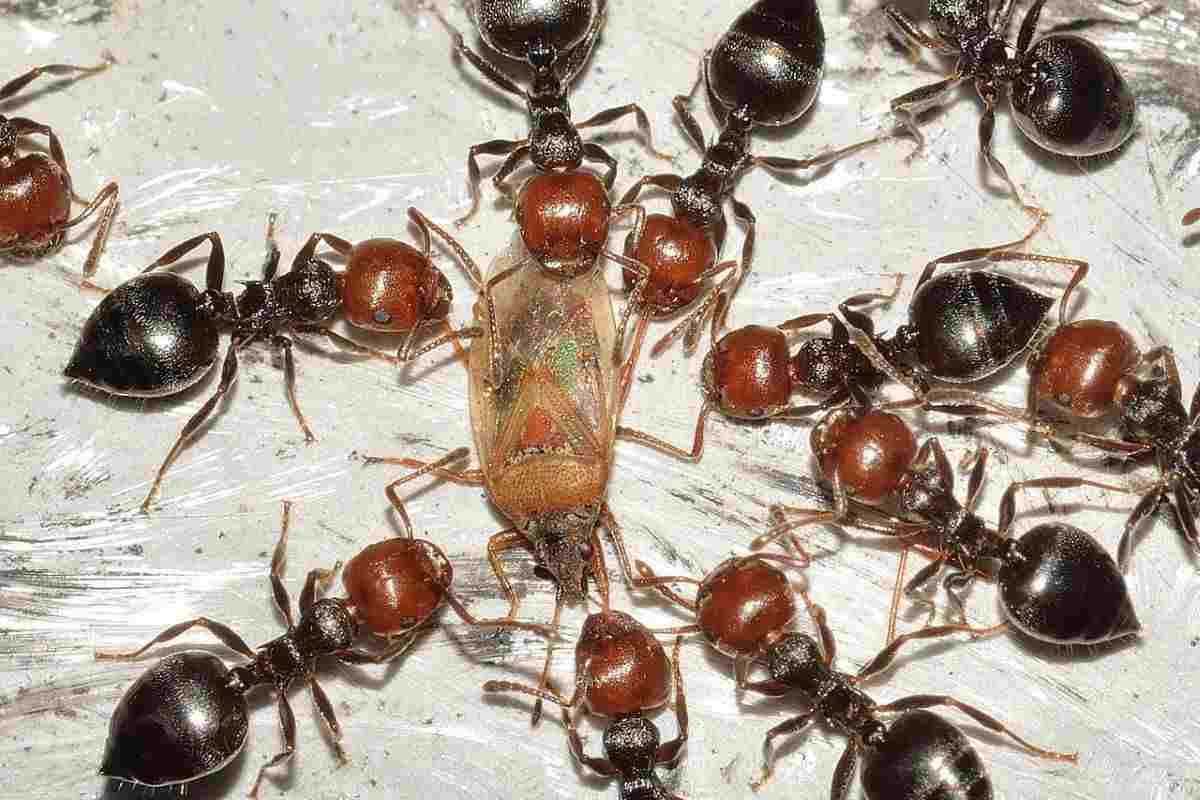 invasione insetti velenosi maggio allarme esperti